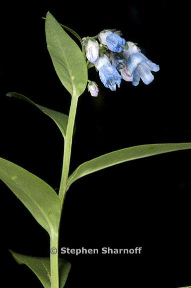 mertensia ciliata var stomatechoides 4 graphic